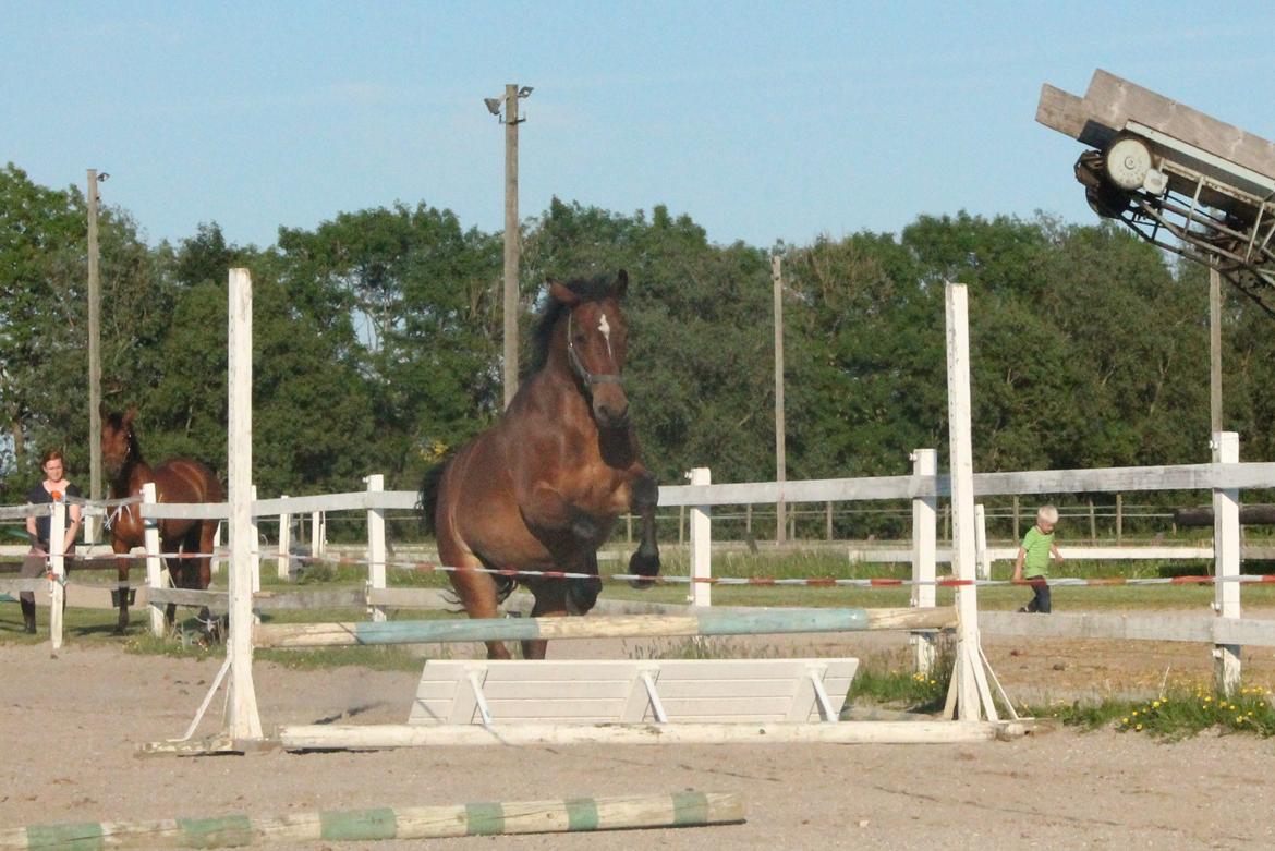 Anden særlig race Fabienne billede 6
