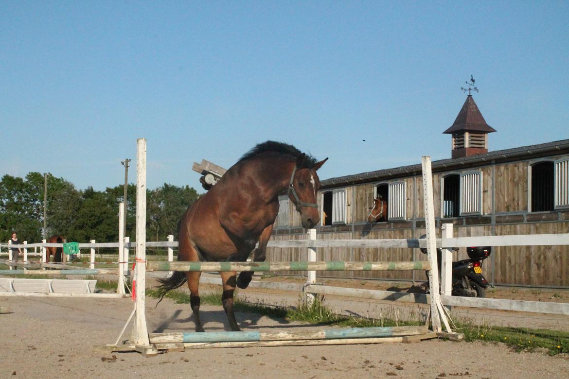 Anden særlig race Fabienne billede 15