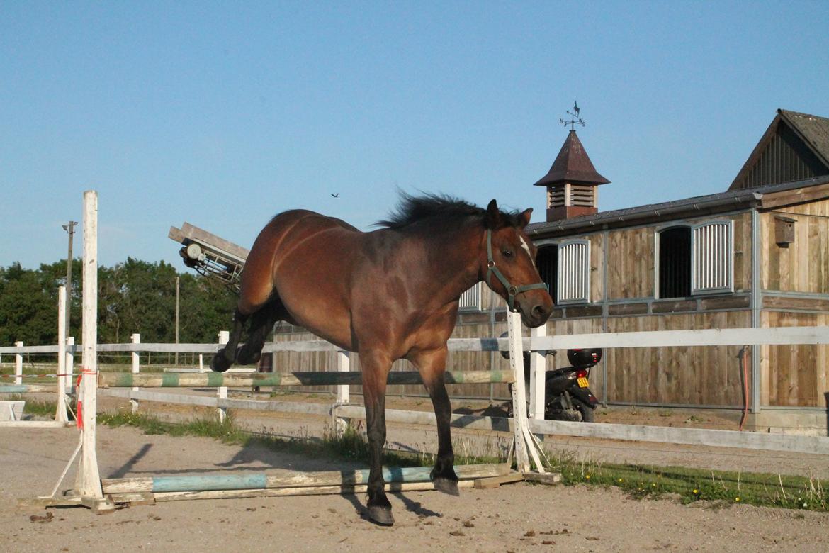 Anden særlig race Fabienne billede 10