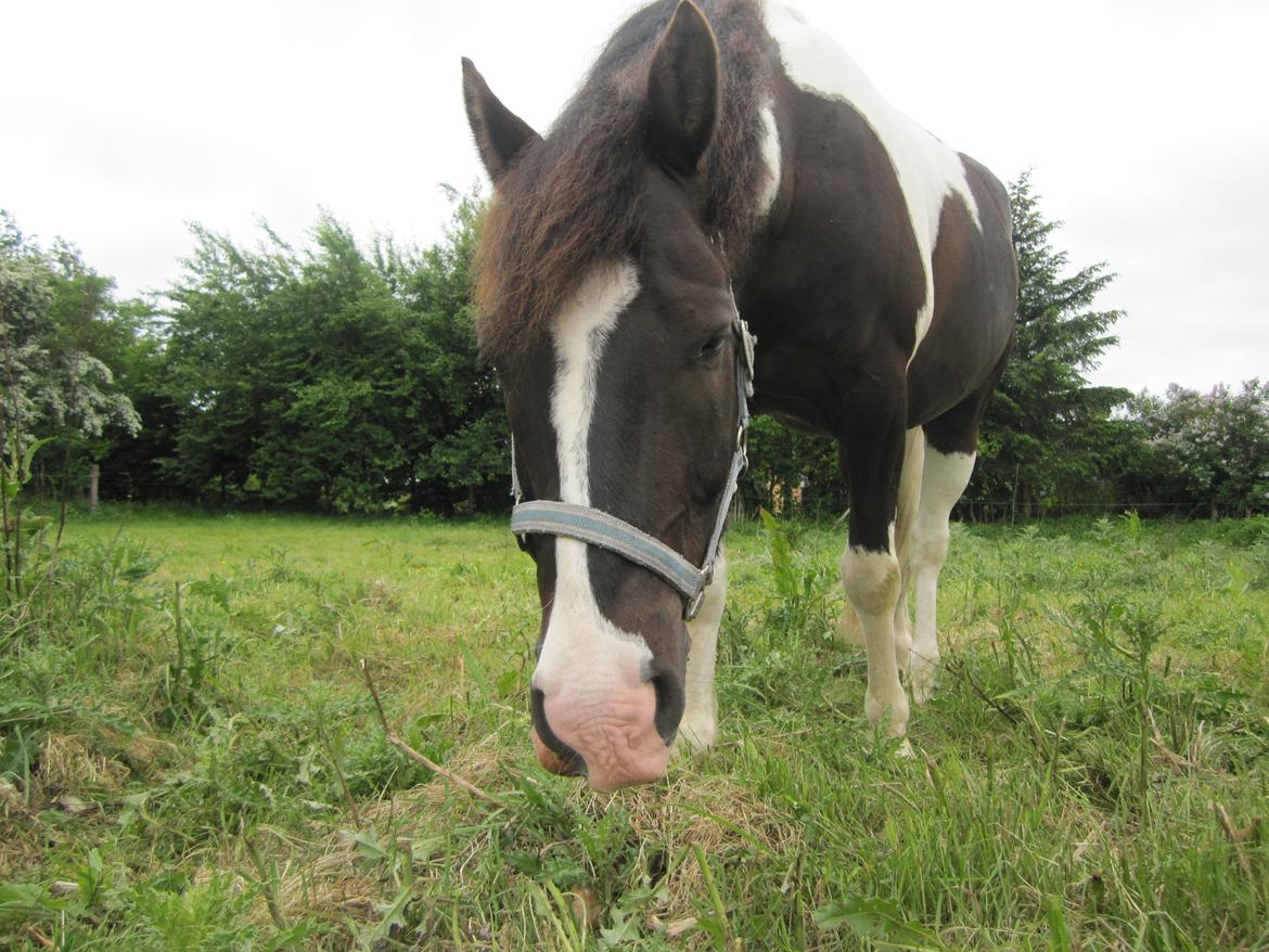 Anden særlig race Haffe Laffe - L.O.V.E billede 18