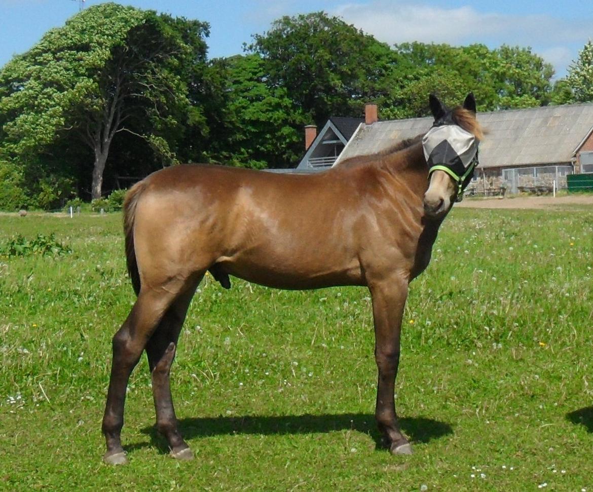 Anden særlig race Klitgaards Maximilian*R.I.P* - fra 8 Juni 2013 billede 43