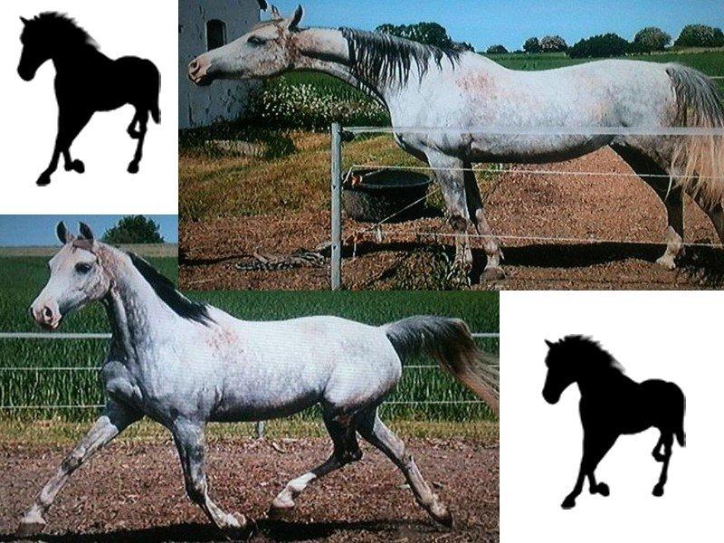 Arabisk fuldblod (OX) Wahinni ox *R.I.P. 19-08-15* billede 17