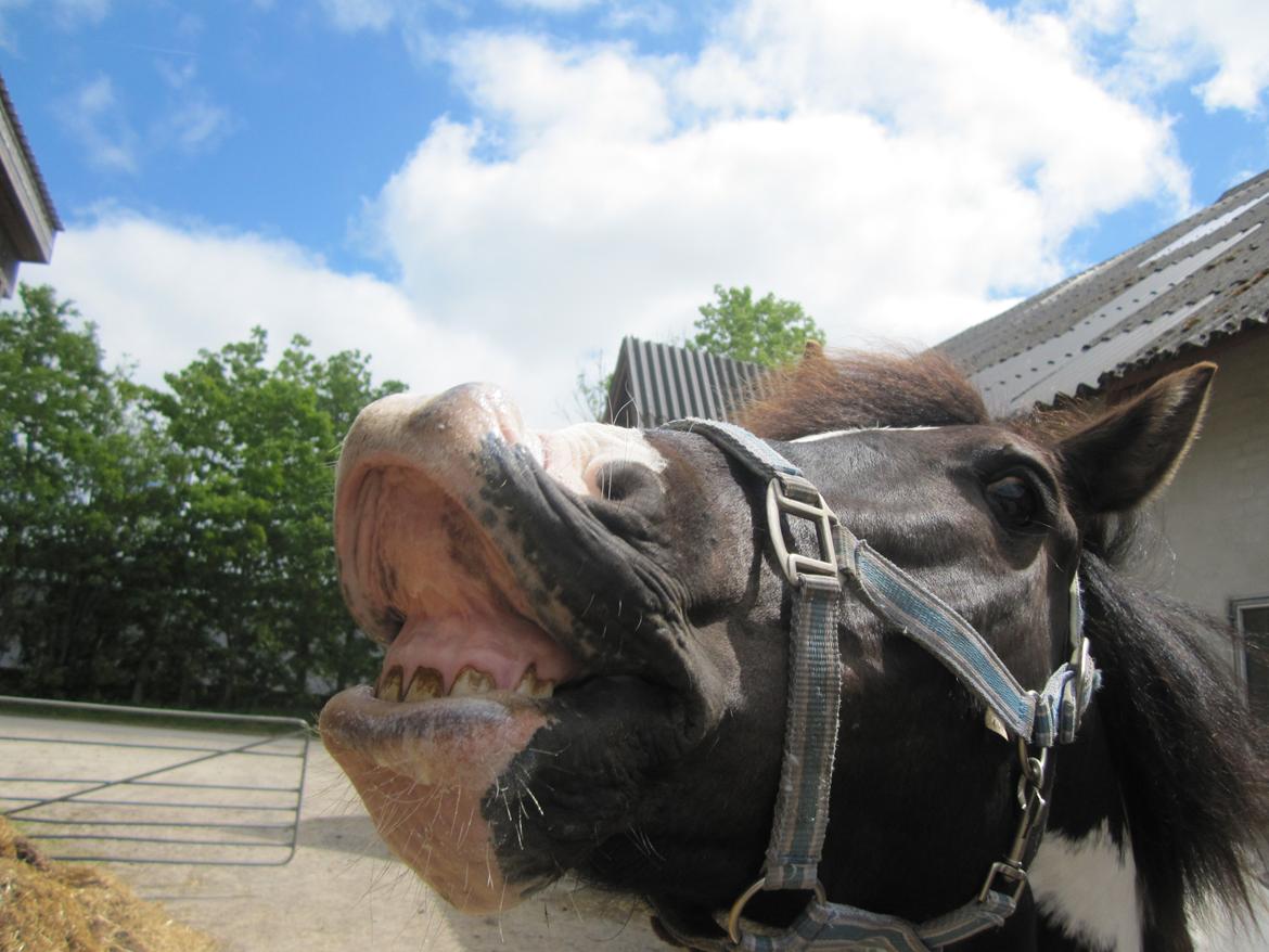 Anden særlig race Haffe Laffe - U smile,
I smile billede 8