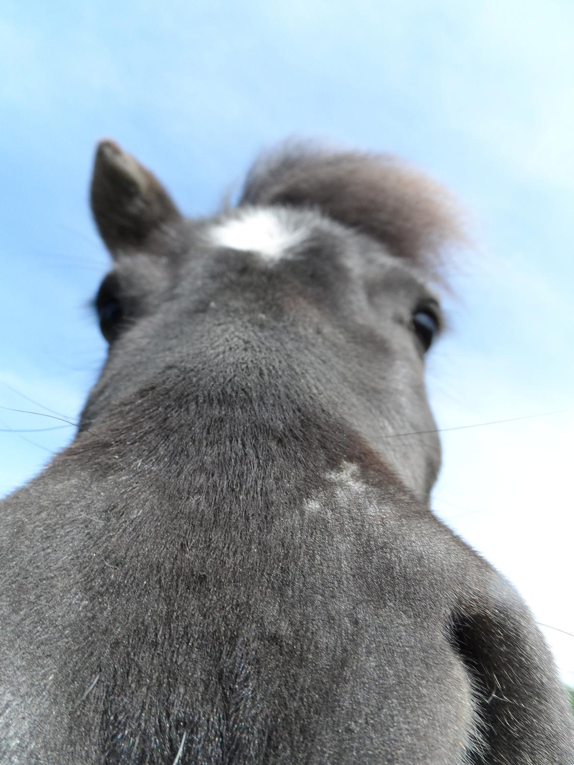 Shetlænder Zika billede 3