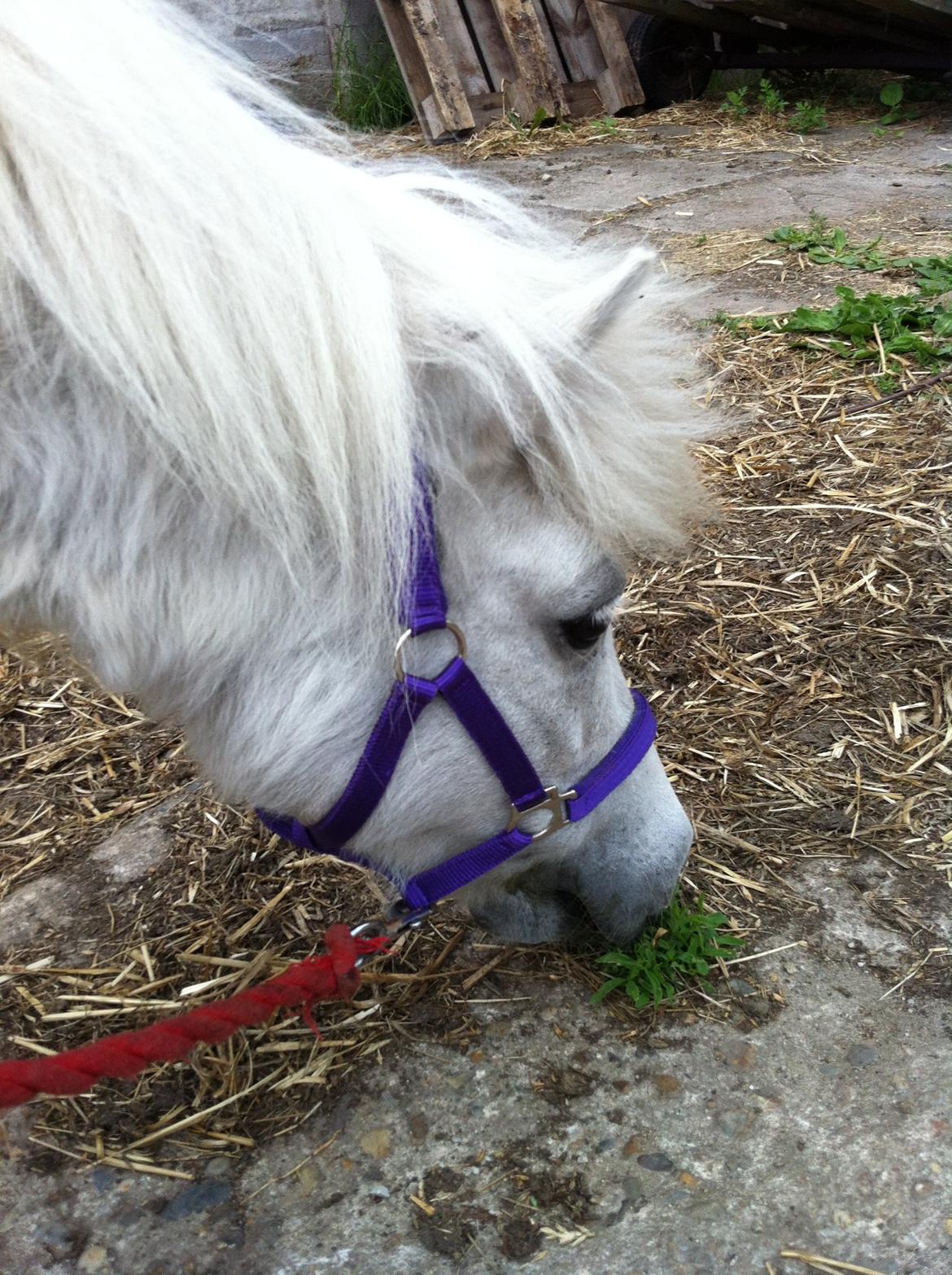 Shetlænder Sidsel billede 14
