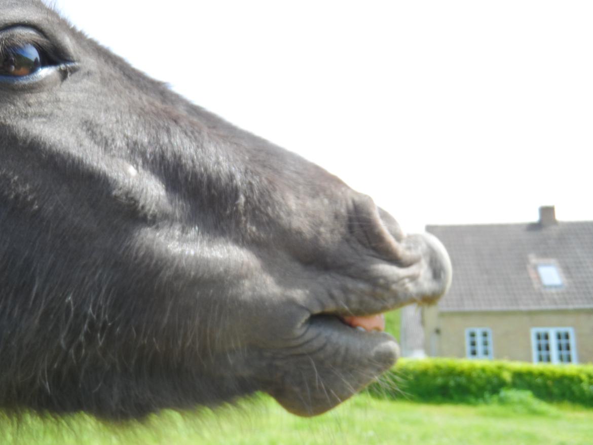 Shetlænder Zika billede 14