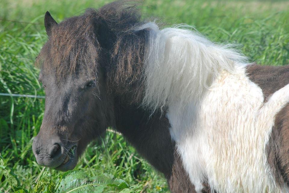 Shetlænder Dalbo´s Milton - Mille manden <3 - Juni 2013 billede 4