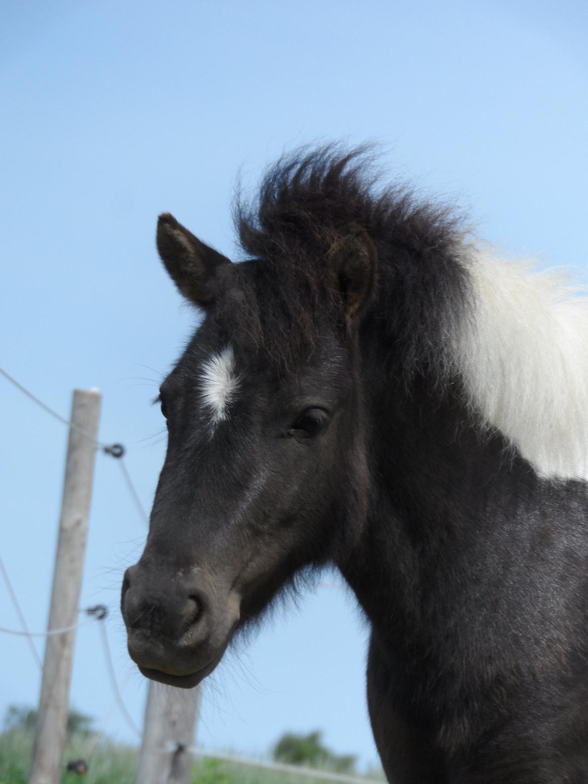 Shetlænder Zika billede 1