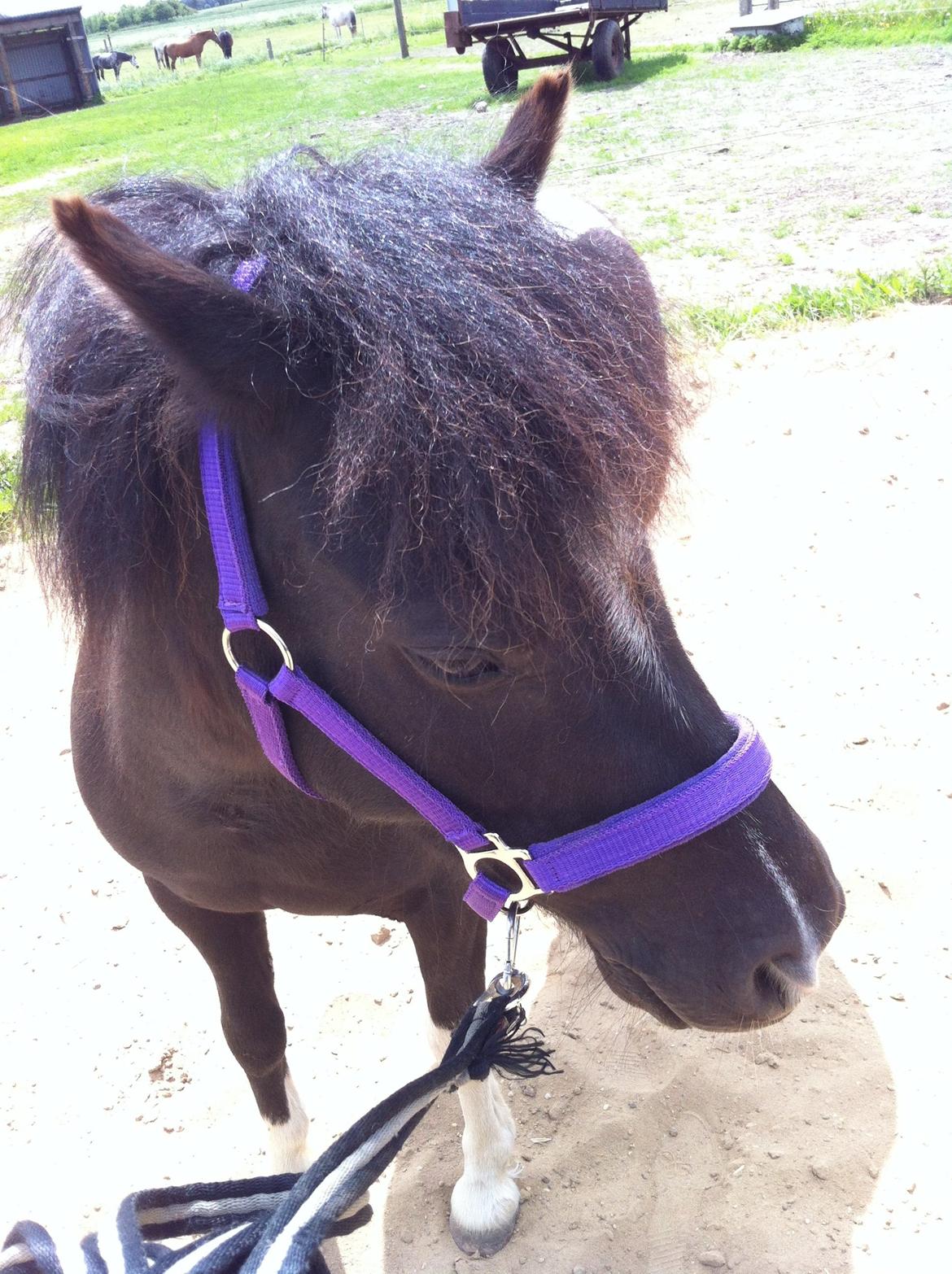 Shetlænder Bella Donna billede 12