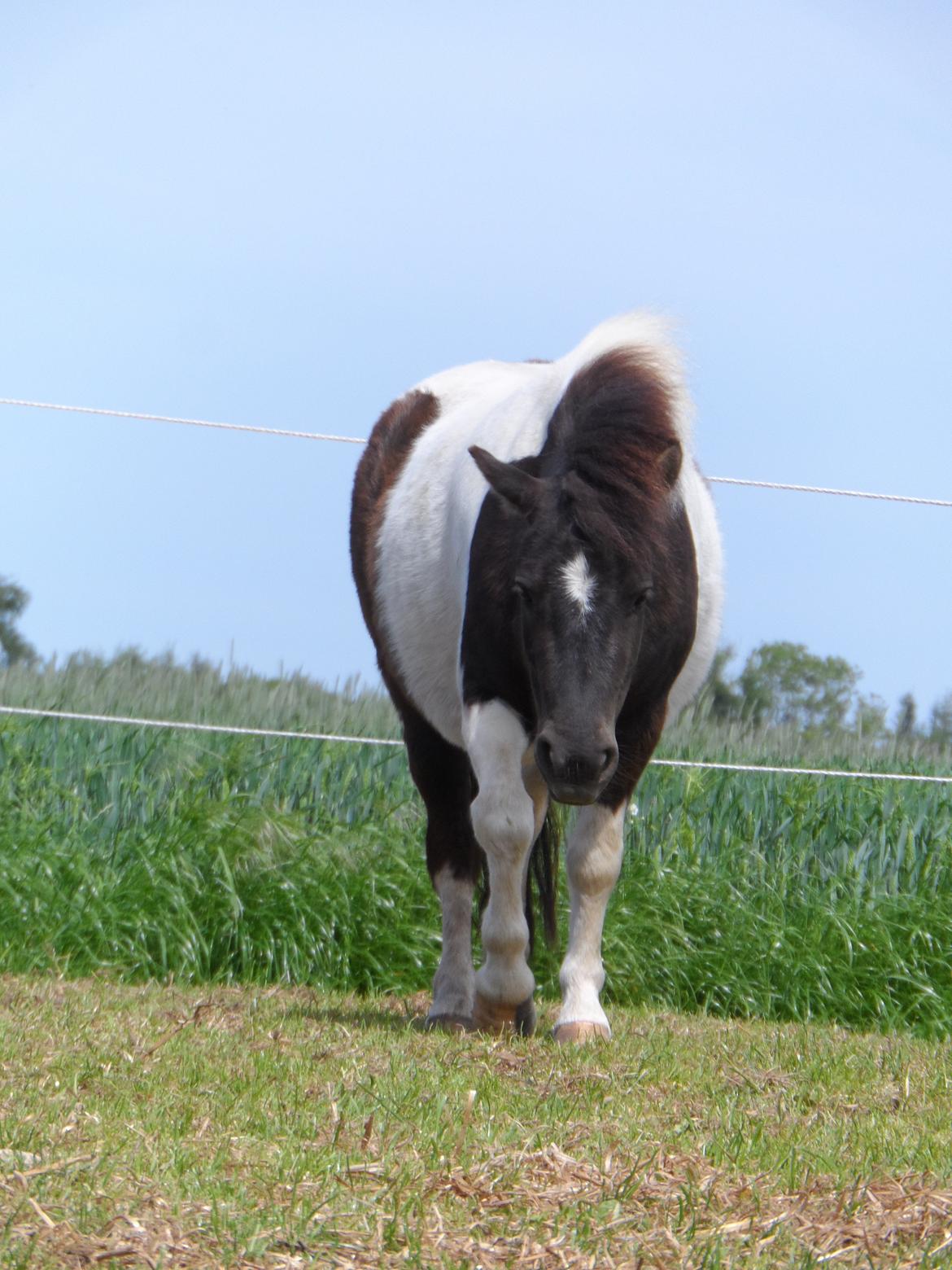 Shetlænder Zika billede 6