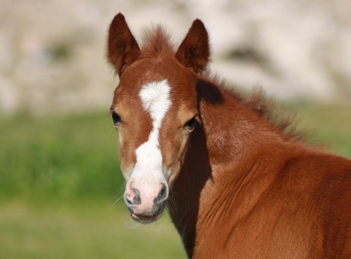 Welsh Mountain (sec A) Melanders Royal Dream - 1 uge gammel billede 16