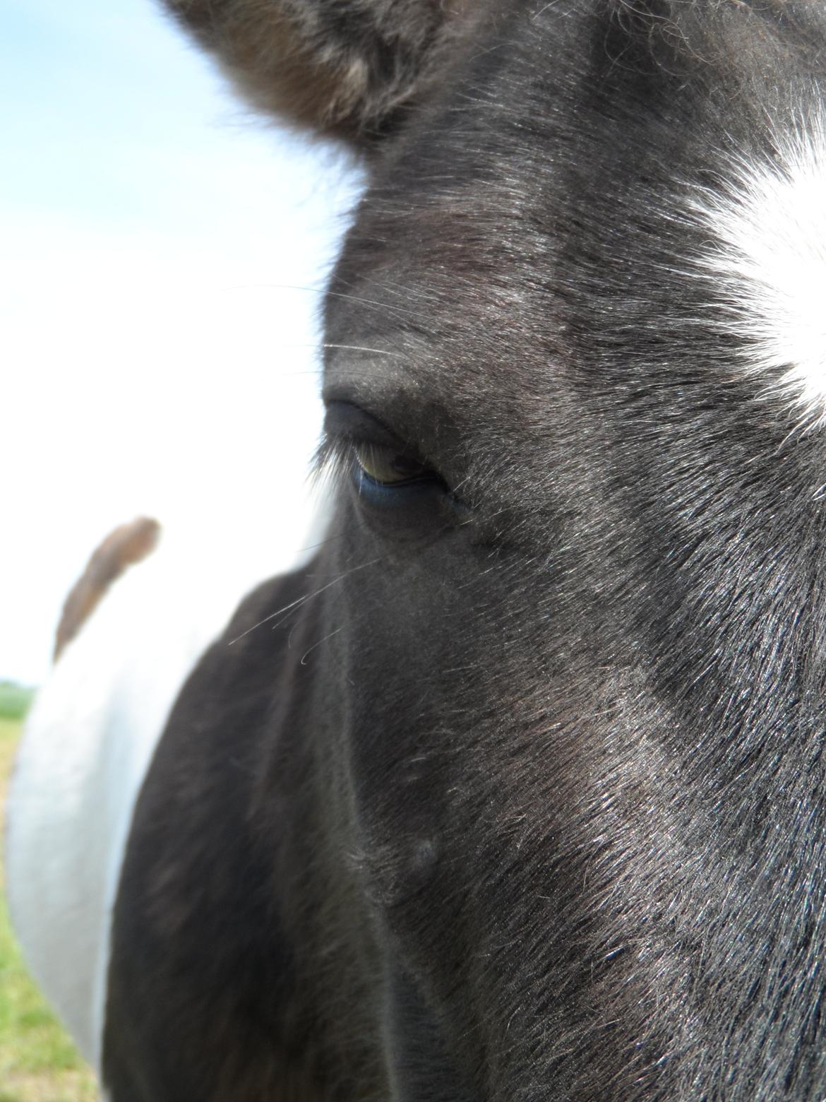 Shetlænder Zika billede 18