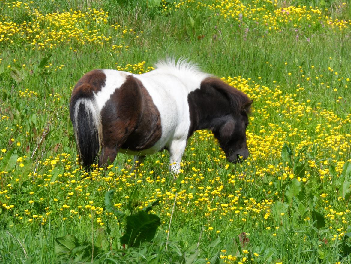 Shetlænder Zika billede 5