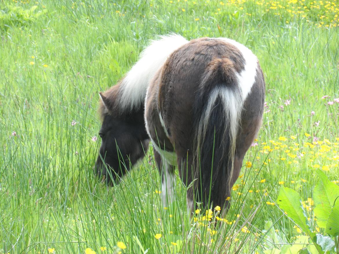 Shetlænder Zika billede 20