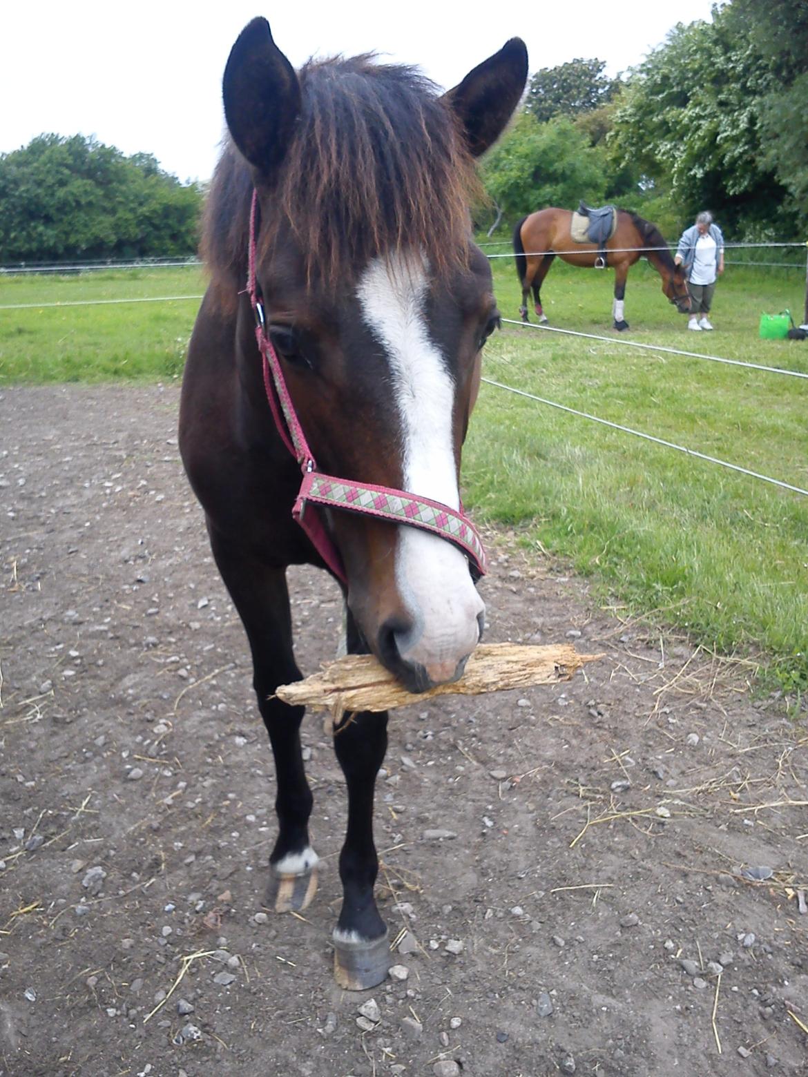 Anden særlig race Birkelunds Leonora - Min skøre føller <3 billede 9