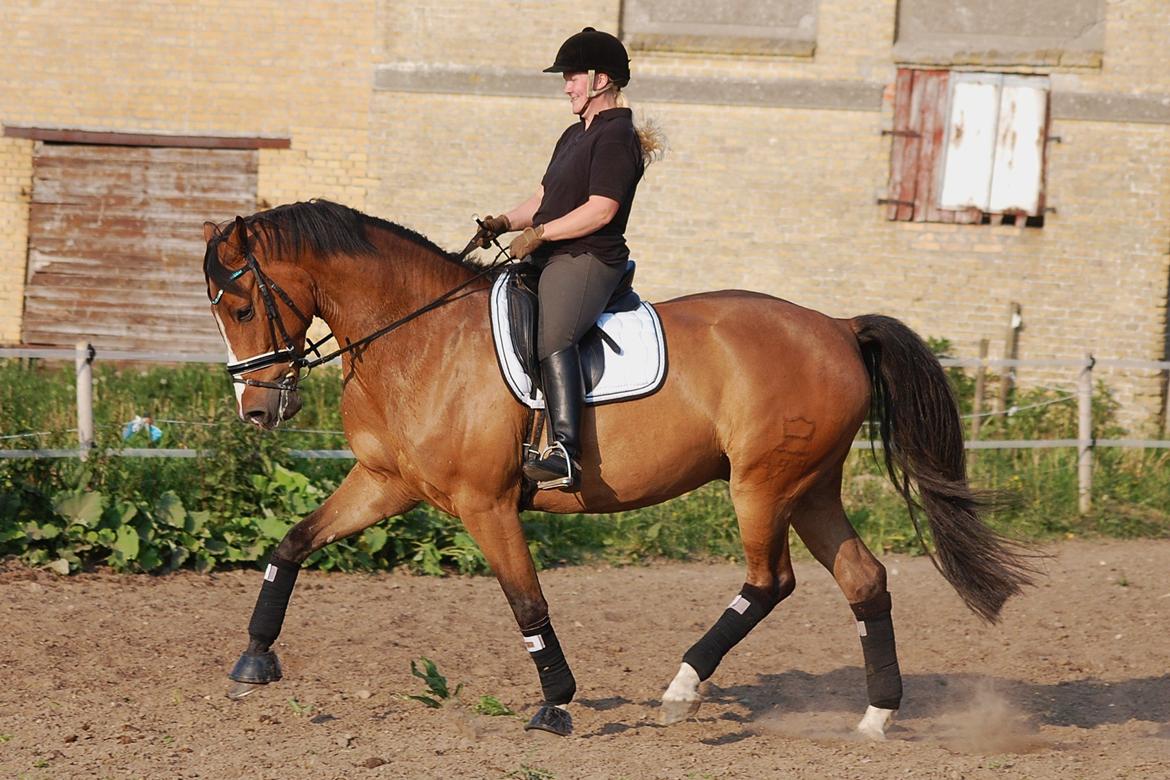 Dansk Varmblod Amour´s Don Cacier billede 17