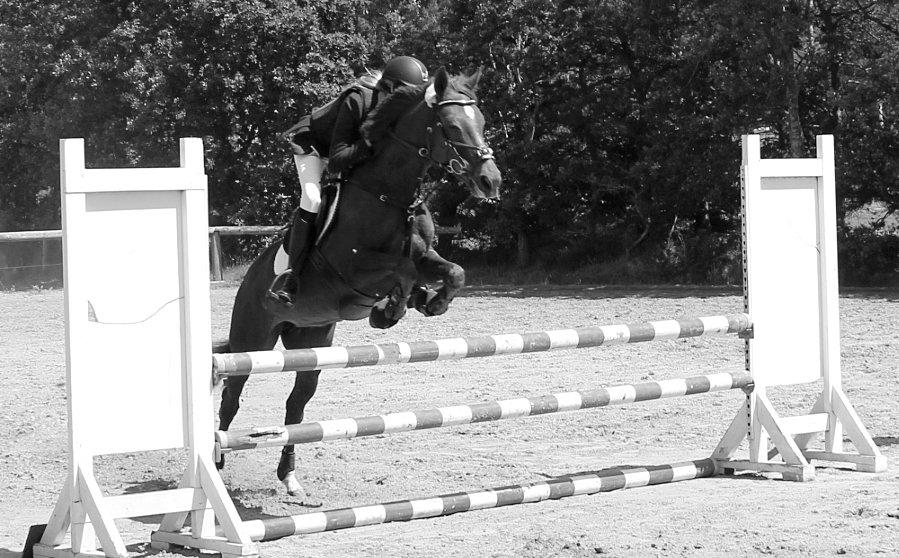 Anden særlig race Clements Penelope - Opvarmning på Kallehavegård billede 26