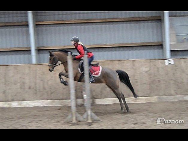 Tysk Sportspony K-Jamara billede 17