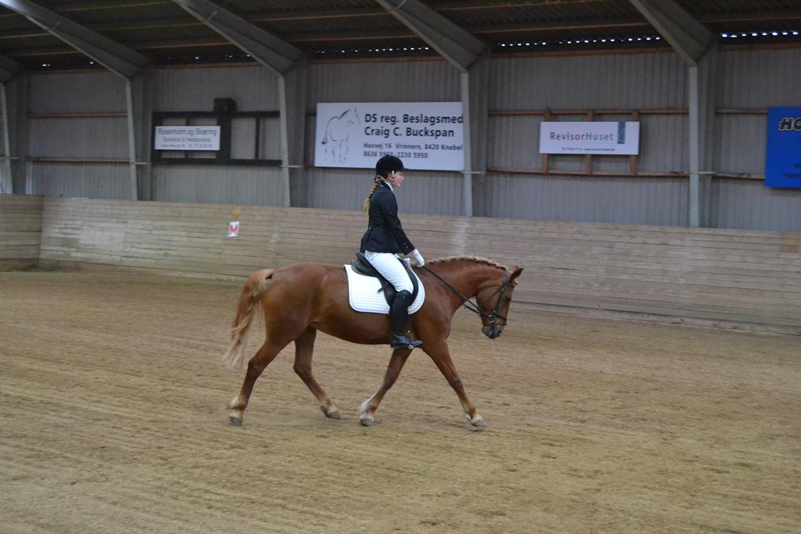 Anden særlig race Chili - Pony leger dramsur hest billede 16