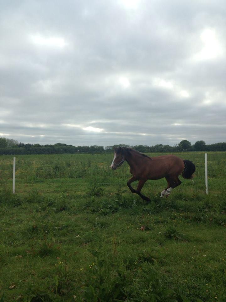 Anden særlig race Luka ( Luksen) - 
taget d.8-6-13. billede 8