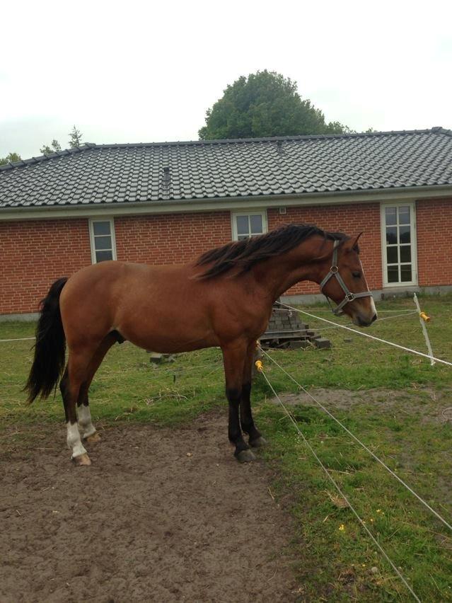 Anden særlig race Luka ( Luksen) - Jeps man er også lidt Hingstet over for shetlænder dameren ..
taget d.8-6-13. billede 20