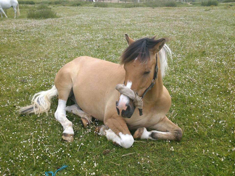 Anden særlig race Charming *Tidl. Part* - Søød det er han altså!! :) billede 16