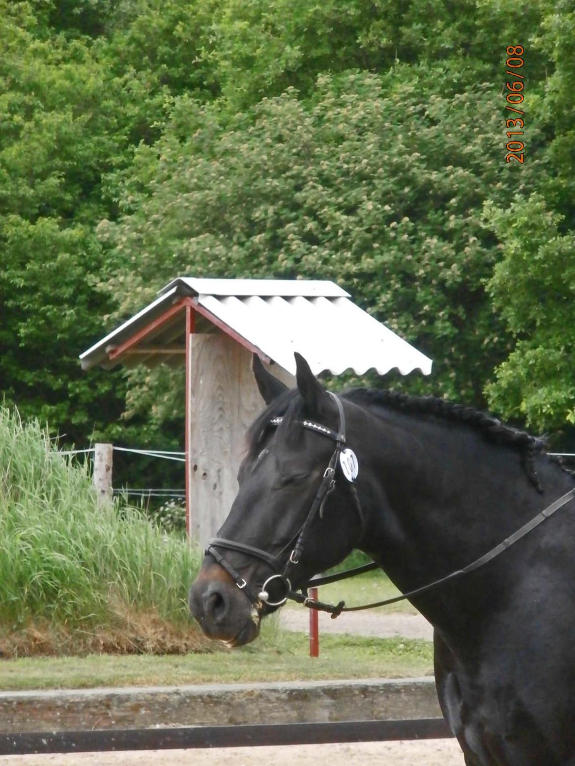 Oldenborg Hannibal - Smukke Hanni billede 9