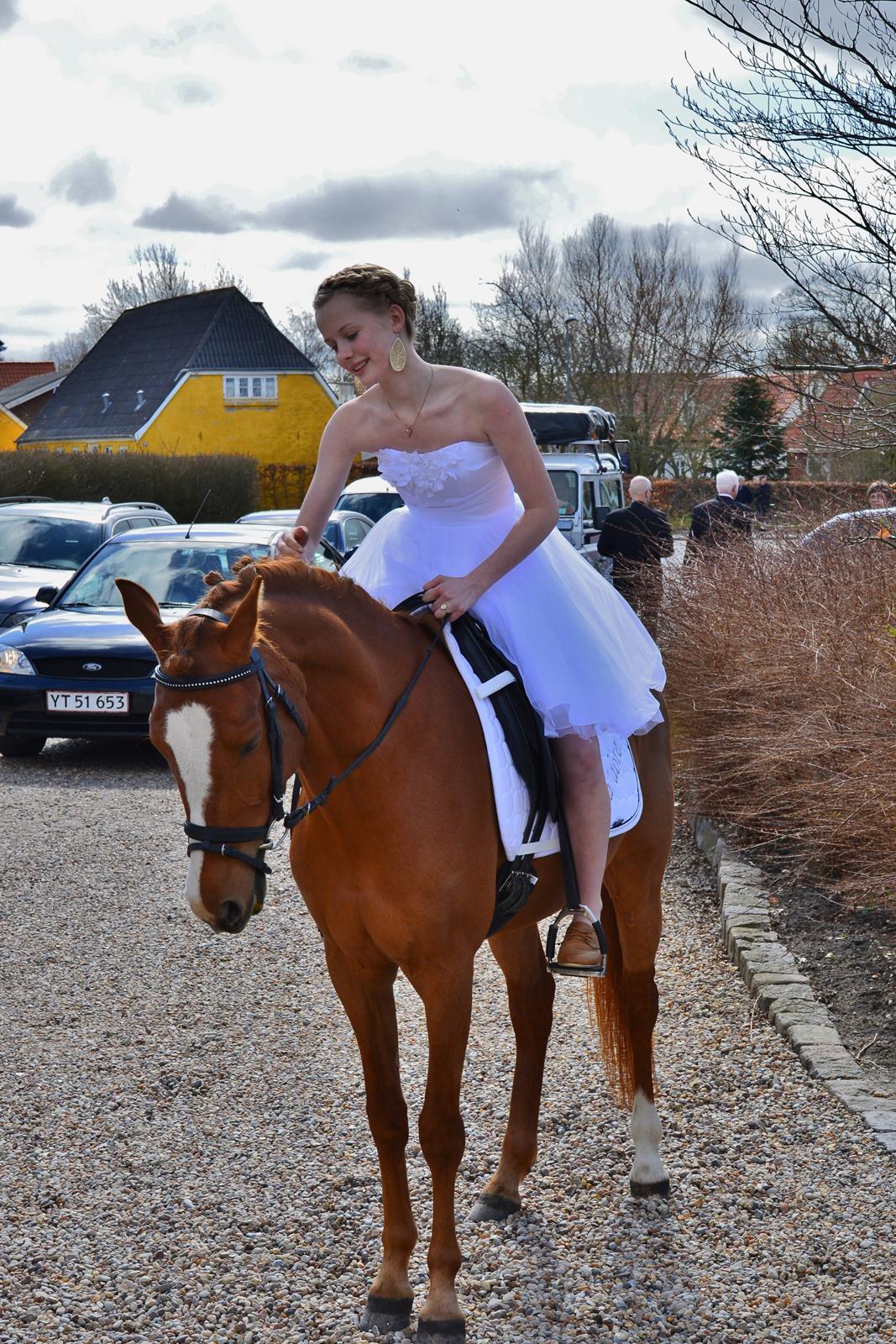 DSP Møgelvangs Ja'dore billede 10