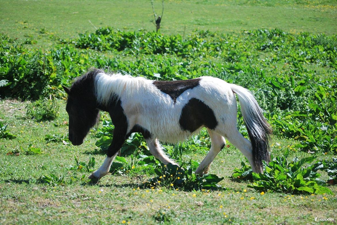 Shetlænder Dalbo´s Milton - Mille manden <3 - Juni 2013 billede 13