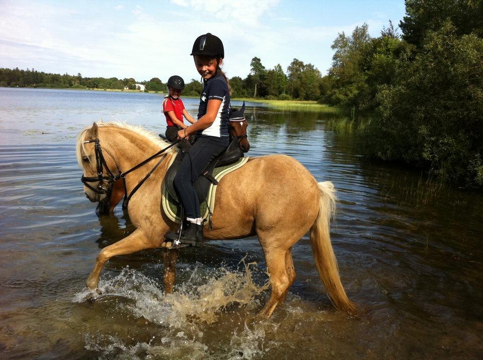 DSP Maygårdens Gaia SOLGT billede 14