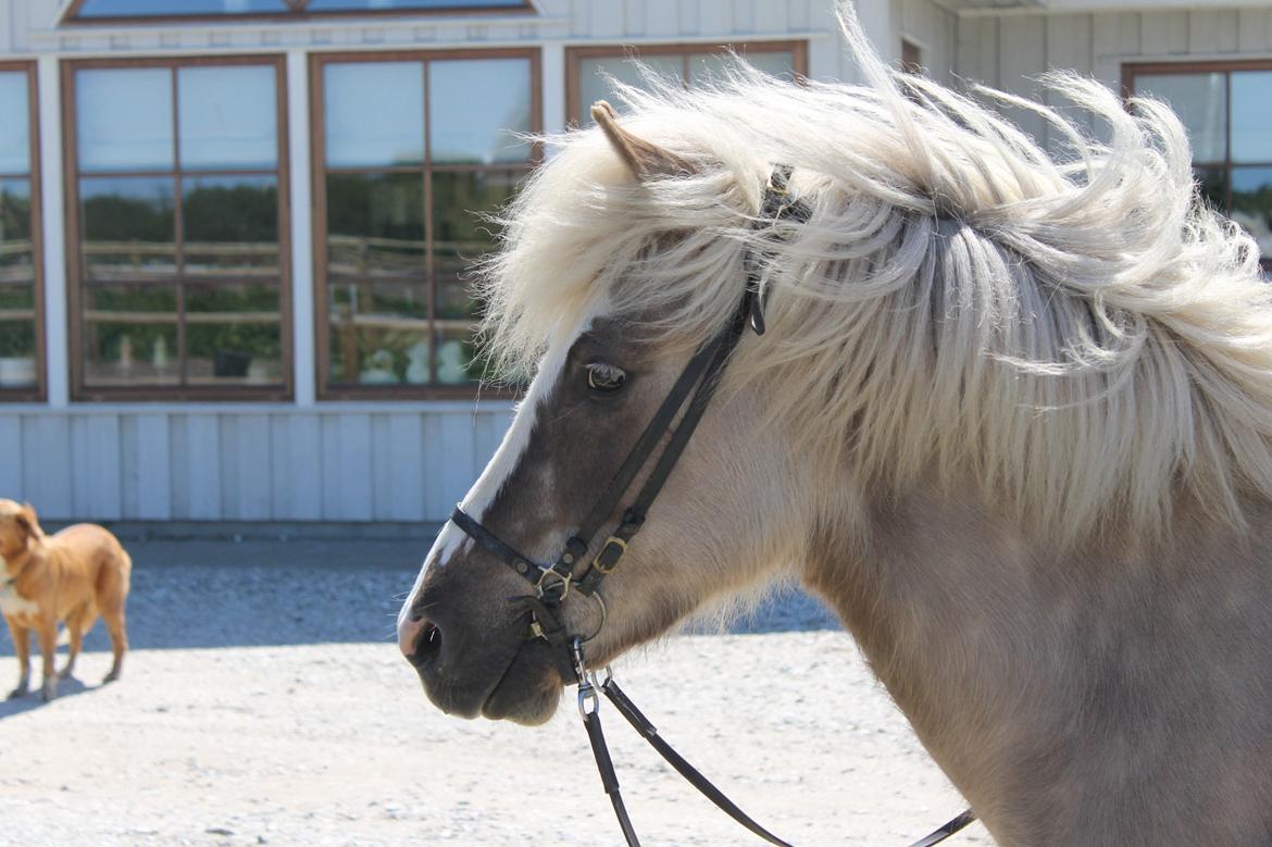 Islænder Fína fra Stald Prahl billede 9