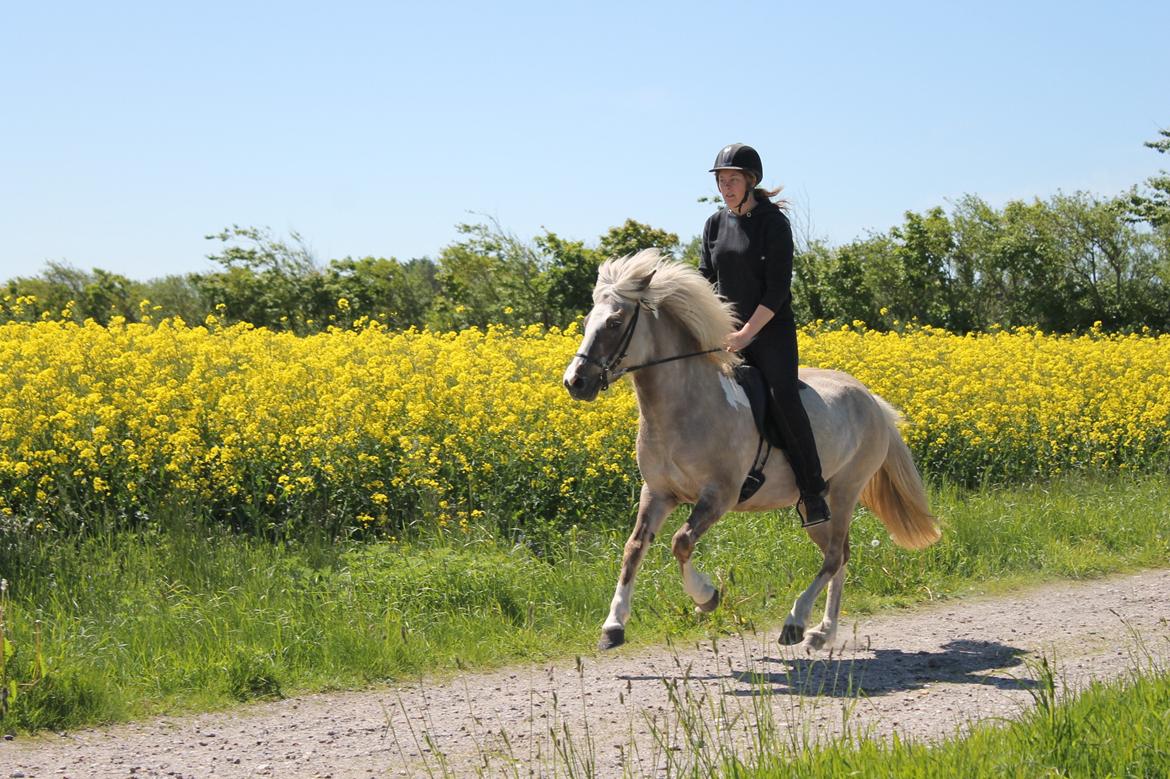 Islænder Fína fra Stald Prahl billede 14