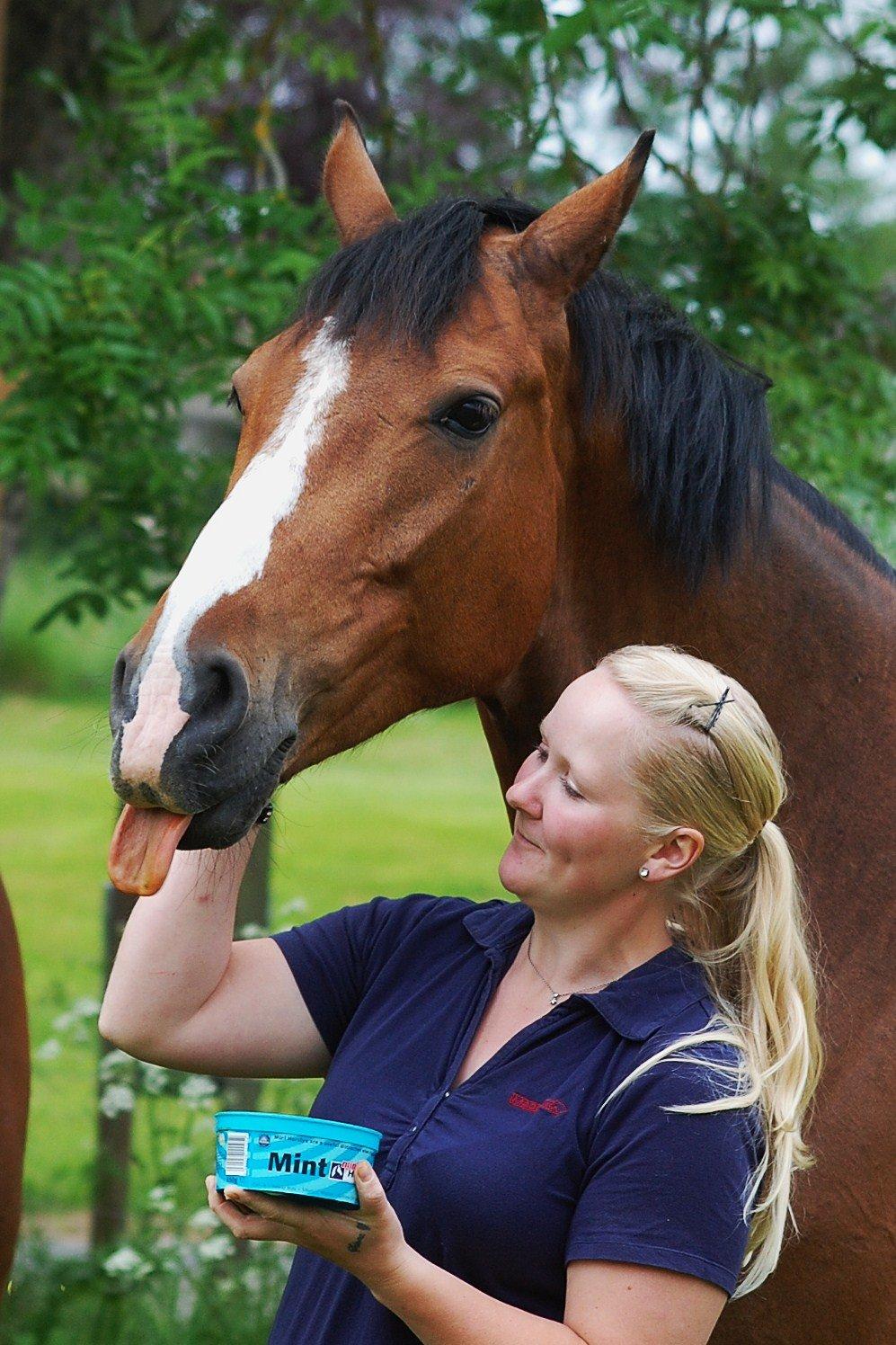 Dansk Varmblod Amour´s Don Cacier billede 19