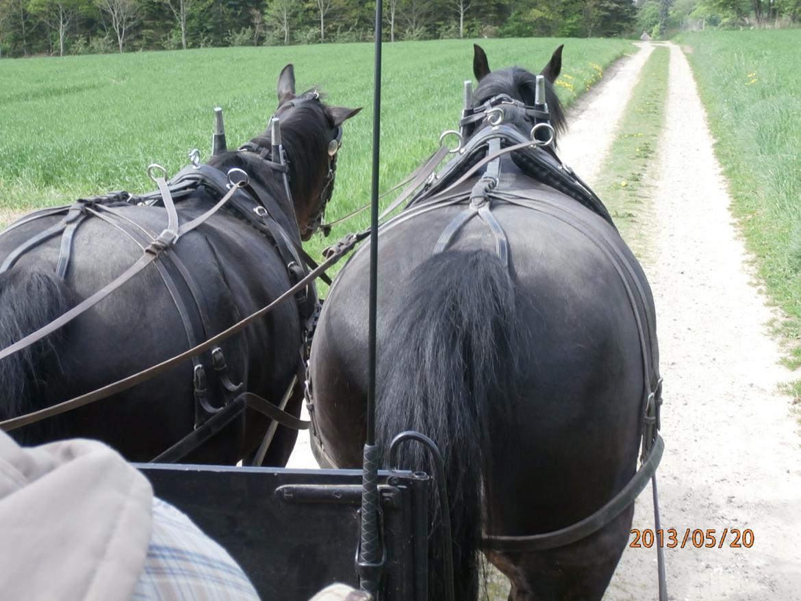 Oldenborg Hannibal  død - Hannibal for vogn med sin bror. Røven der går nærmer er Hannibal. ;)  billede 12