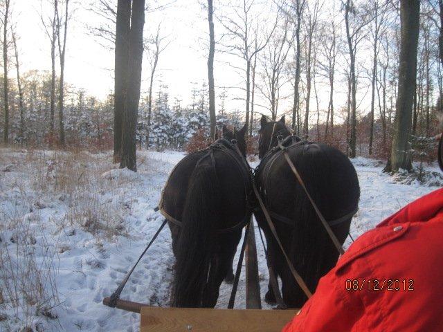 Oldenborg Hannibal  død - Så er vi hoppet til dec og ude på åres første kanetur. Hannibal er stadig nærmer billede 16