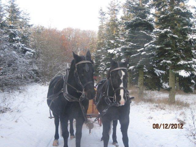 Oldenborg Hannibal  død - Hannibal og brormand i skoven en dejlig dag i dec billede 17