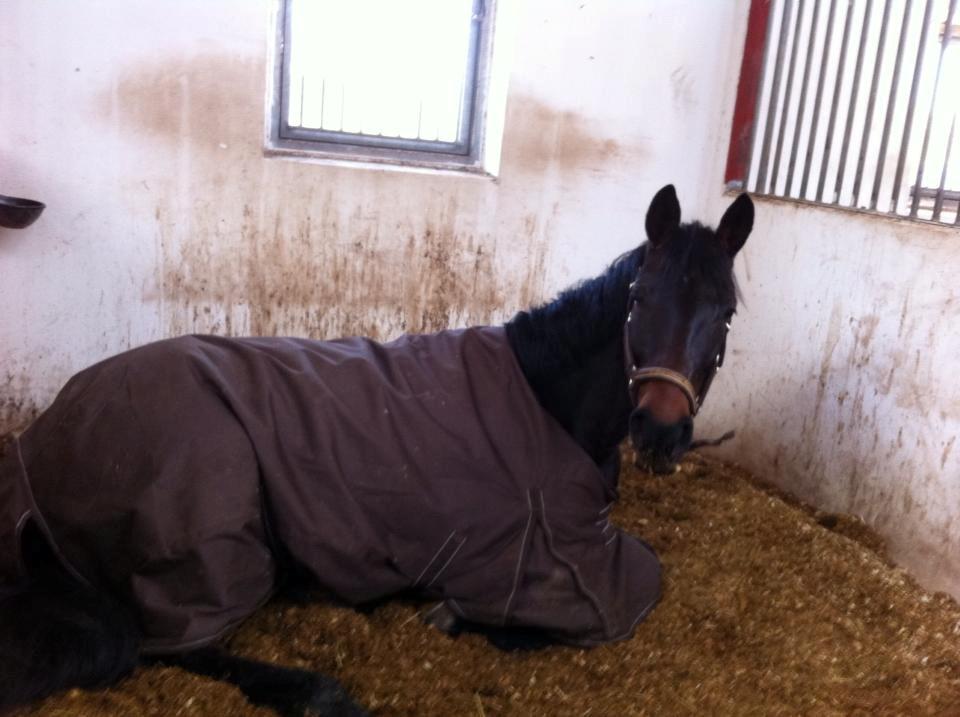 Dansk Varmblod Atterupgaards Lathyrus <3 (solgt) - Min baby sover <3 Tak fordi i kiggede forbi :) <3 billede 16