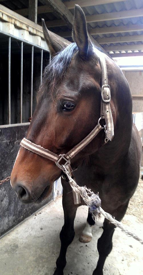 Anden særlig race Egekvist's Chili - Min smukke pige <3
 billede 1