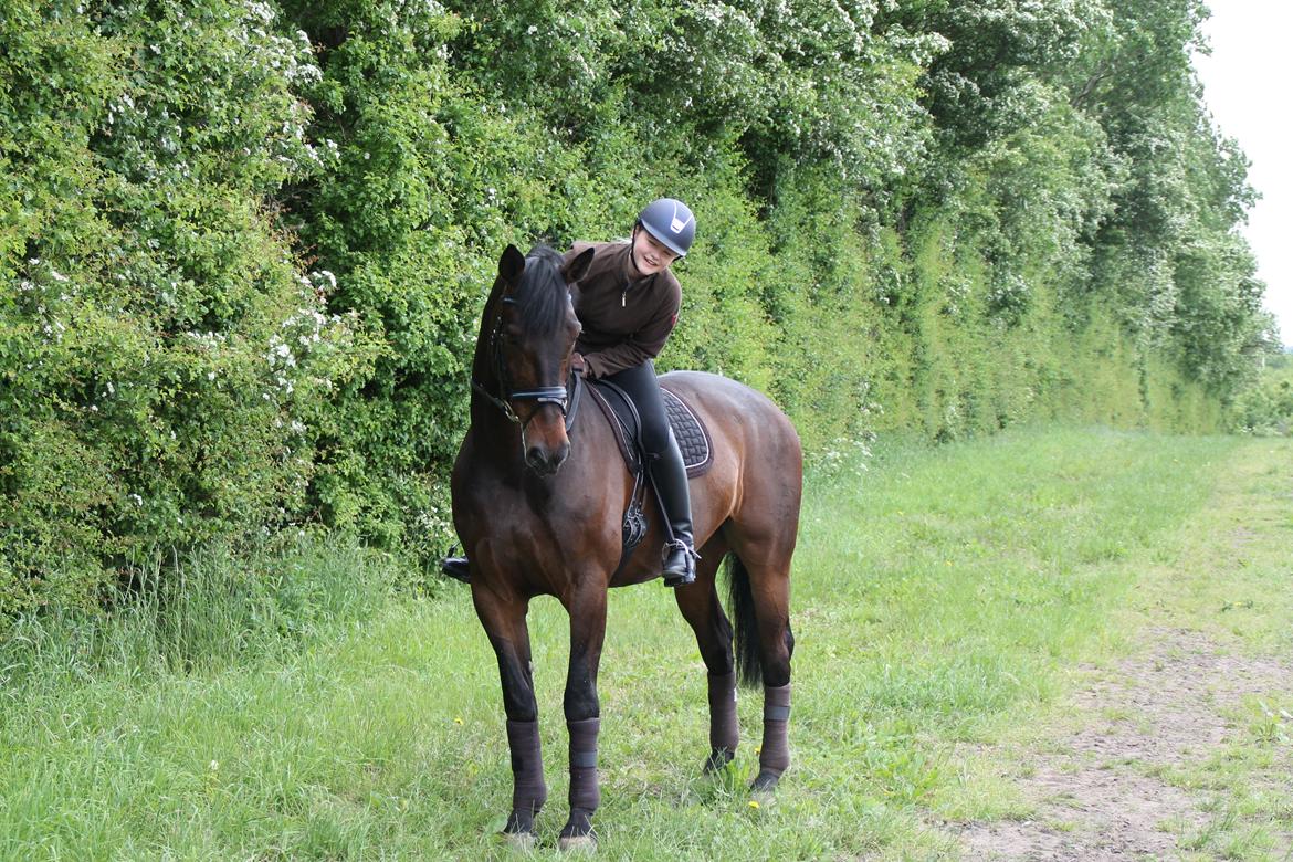 Oldenborg Hestbækvejens Begman - A Hest billede 10