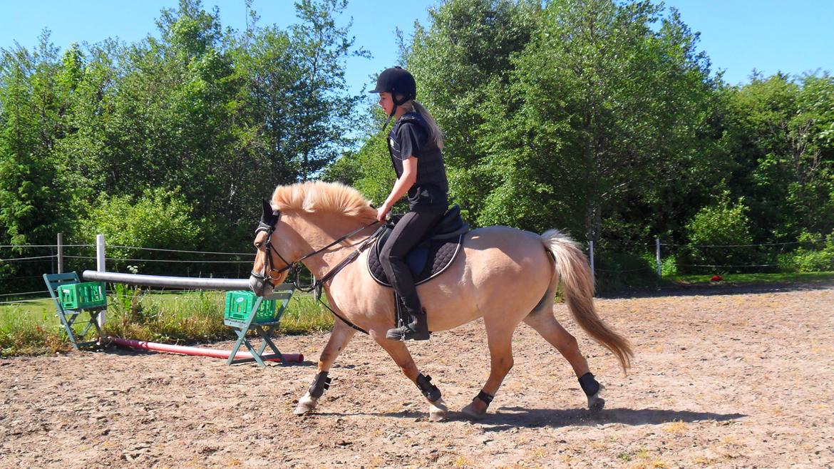 Anden særlig race Golden Dancer - Når Tøsen er på en springbane, -så er hun bare ekstra lækker!;D billede 12