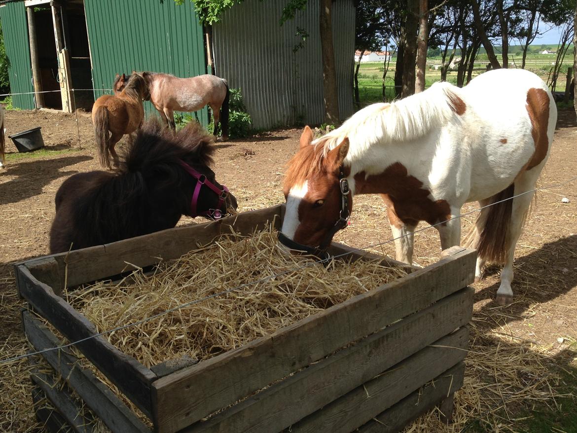 Shetlænder Miss Fiona billede 2