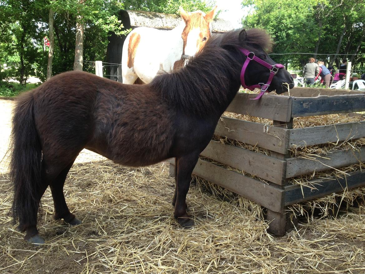 Shetlænder Miss Fiona billede 5