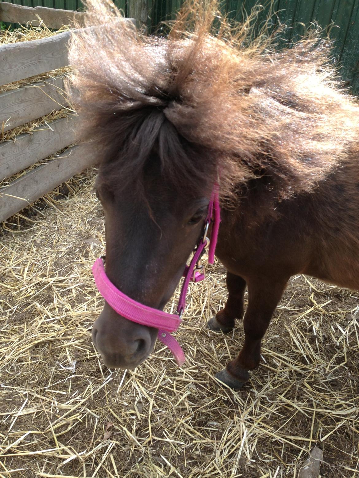 Shetlænder Miss Fiona billede 6