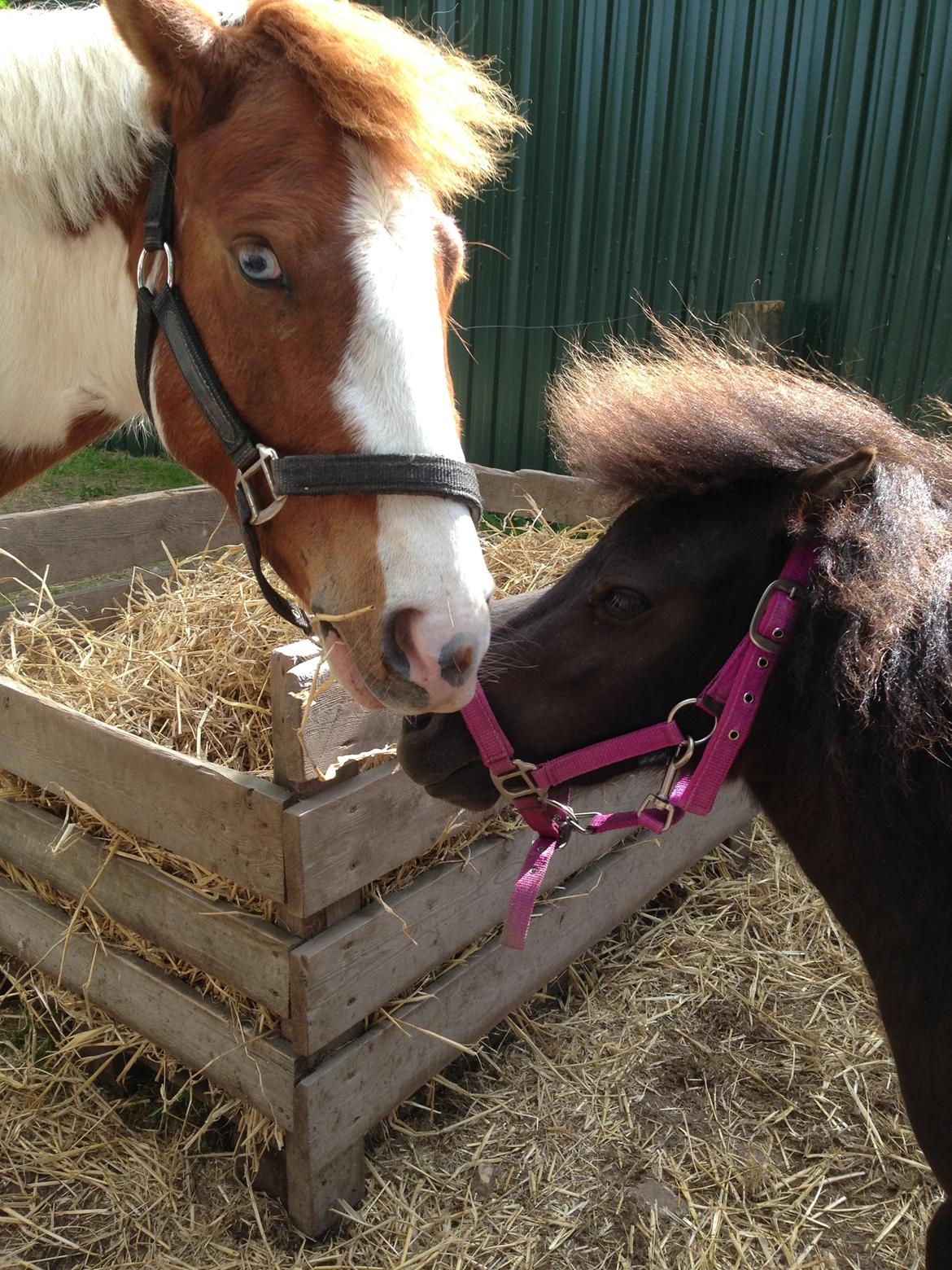 Shetlænder Miss Fiona billede 8