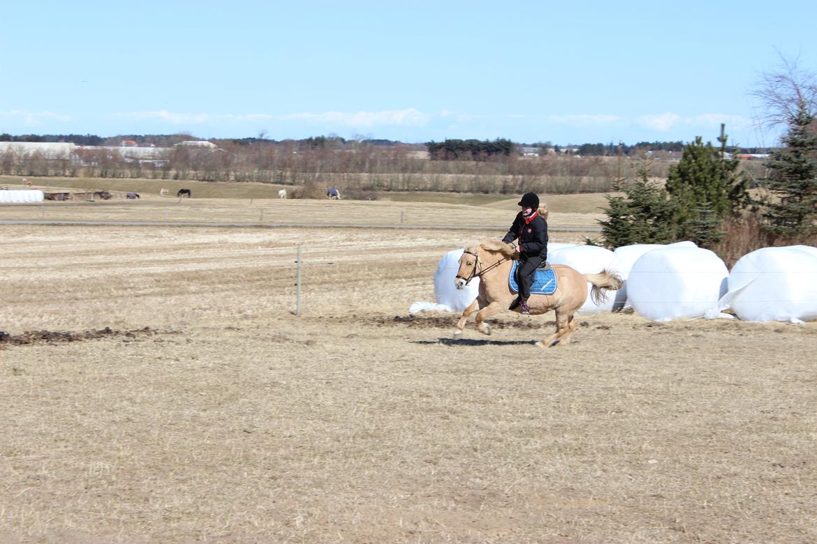 Anden særlig race Golden Dancer - Tøsen i noget af det hun er bedst til - at give den GAS på marken!! - Op og ned og op og ned!! Ingen kan slå Tøsen´s hastighed!!XD billede 13