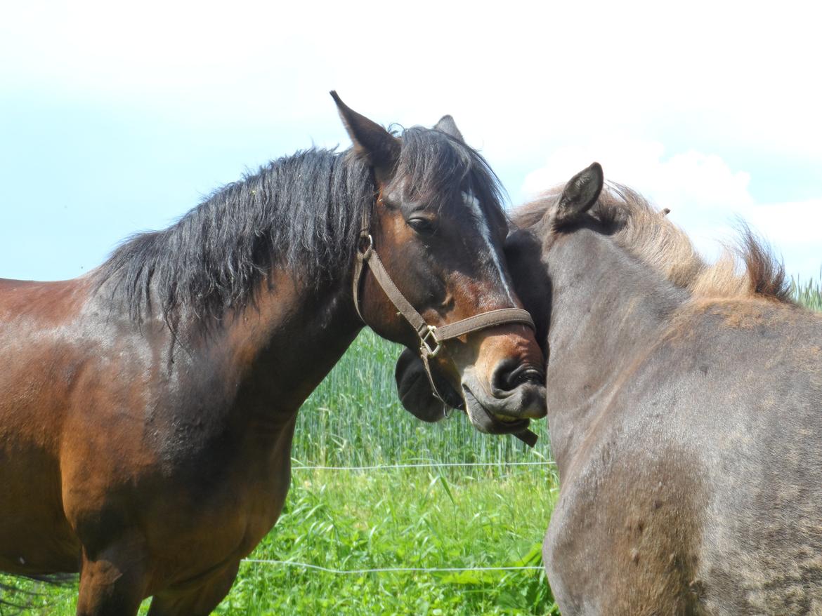 Oldenborg Jasmin - 15. Jasse & Pytur billede 15