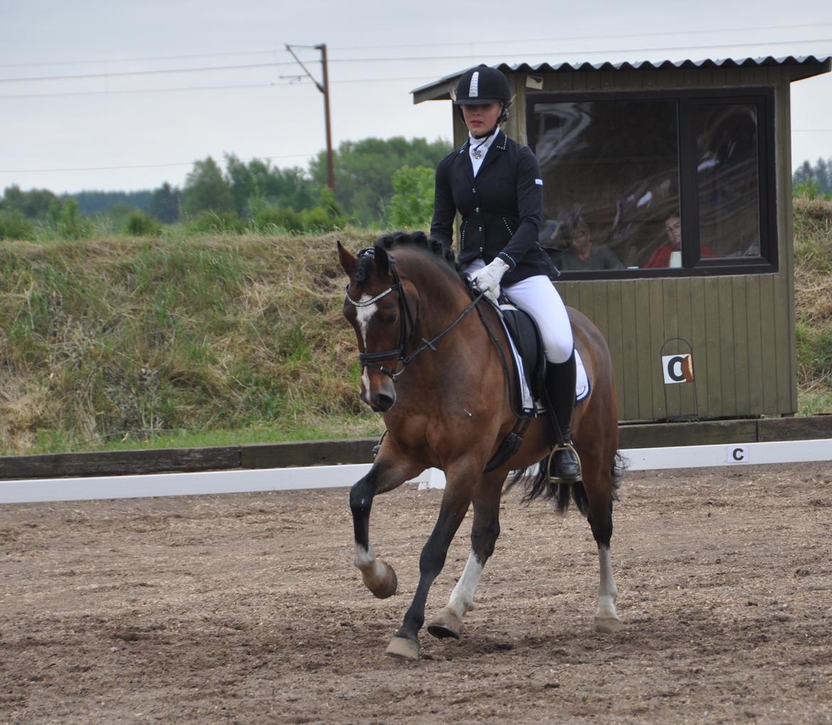 Welsh Cob (sec D) Lindbergs Milton B-PONY billede 27