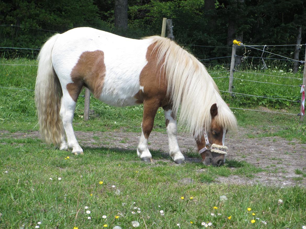 Shetlænder Skovledet Yasmin - Smukke pigen på hendes 2 års fødselsdag :) billede 18