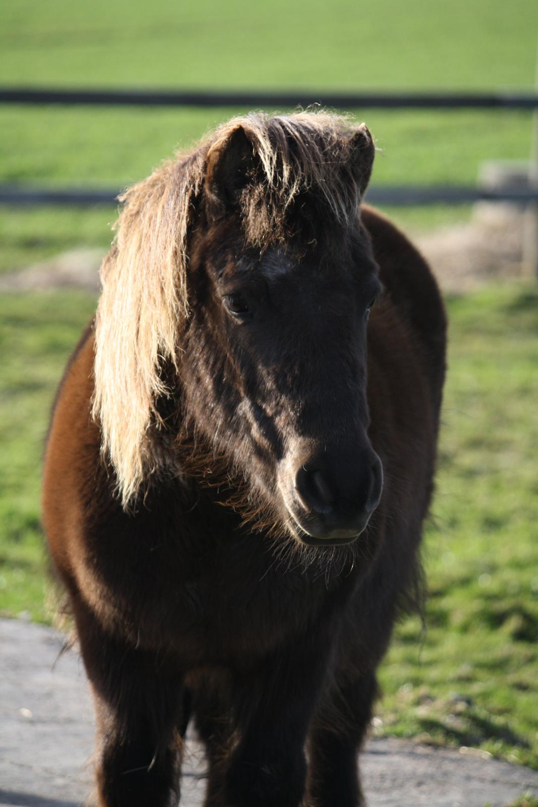 Shetlænder Jægergårdens Hikki - Foto - Mig billede 1