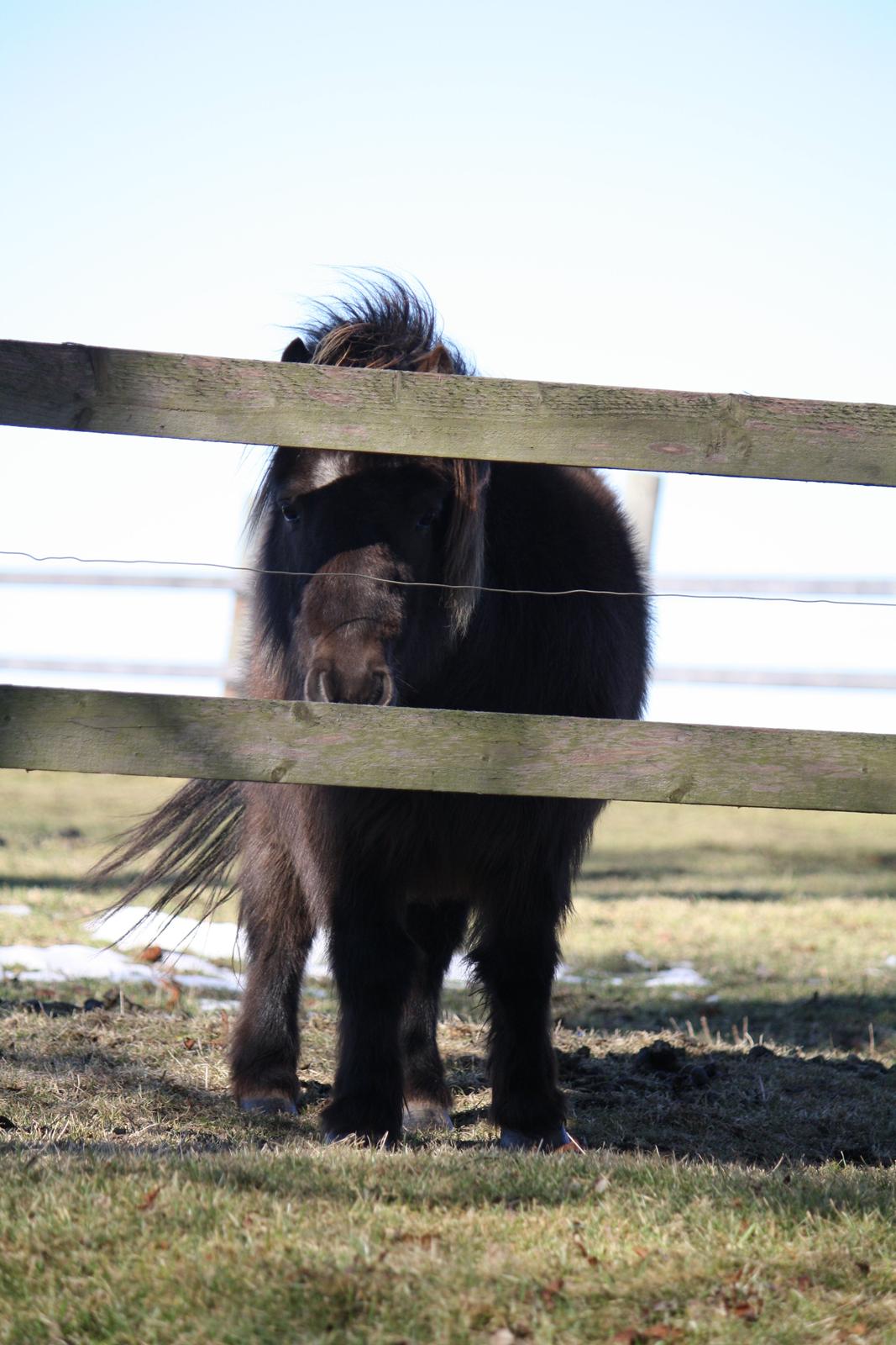 Shetlænder Jægergårdens Hikki - Foto - Mig billede 19